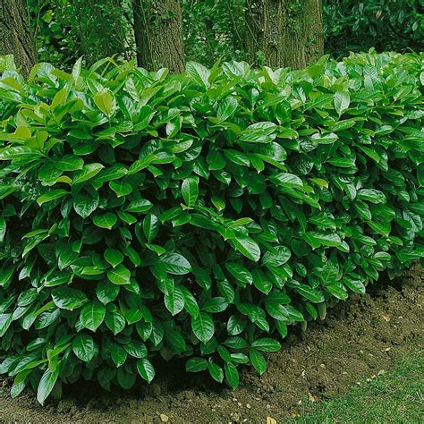 resting on your laurels|prunus laurocerasus.